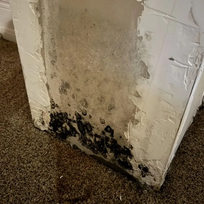 Professional Mold Removal in Columbia County, PA